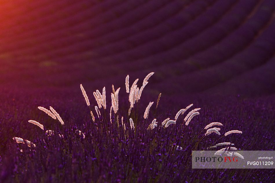 Lavender, Lavender field