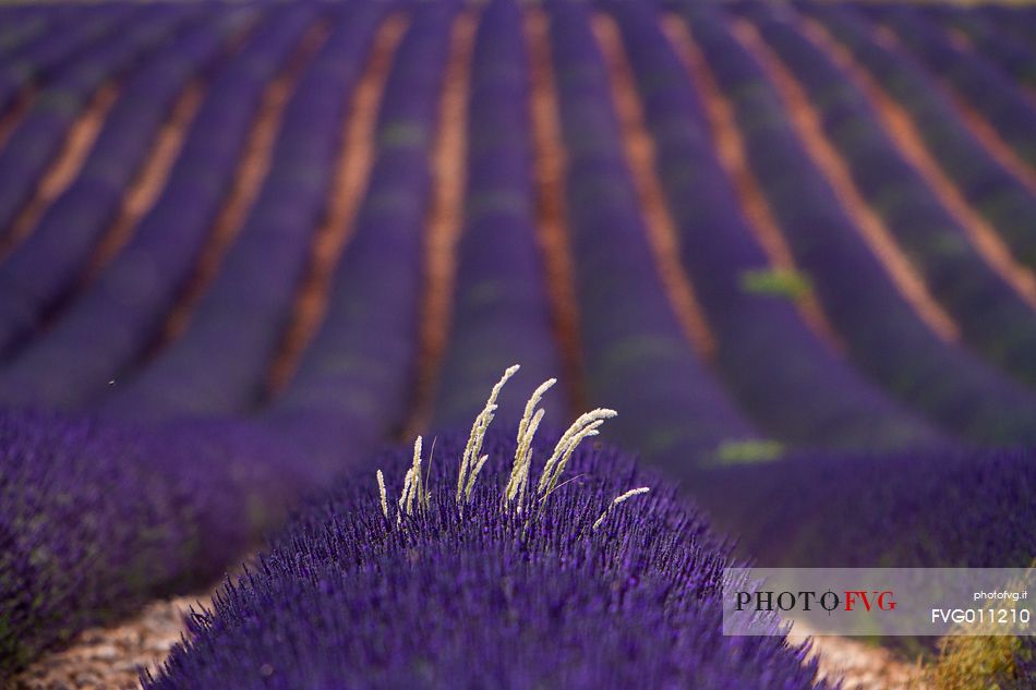 Lavender, Lavender field