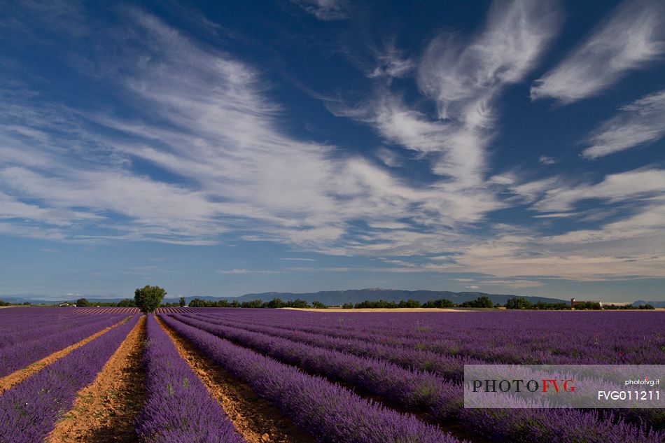 Lavender, Lavender field