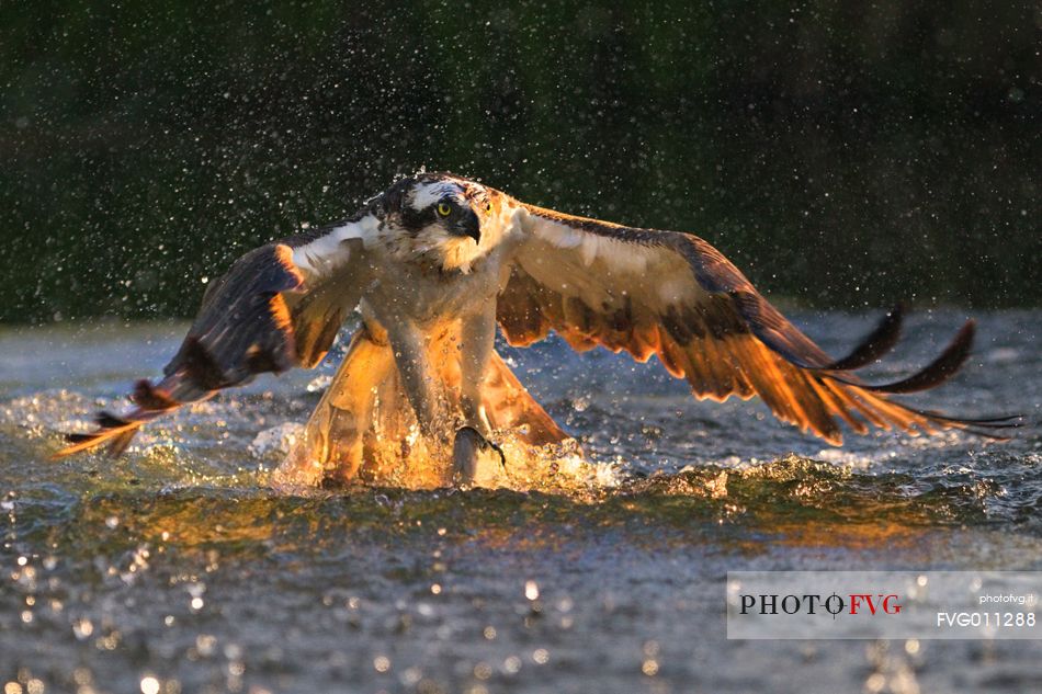 Osprey hunting 