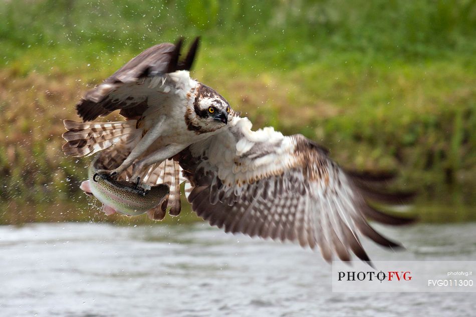 Osprey in flight with a prey, a fish