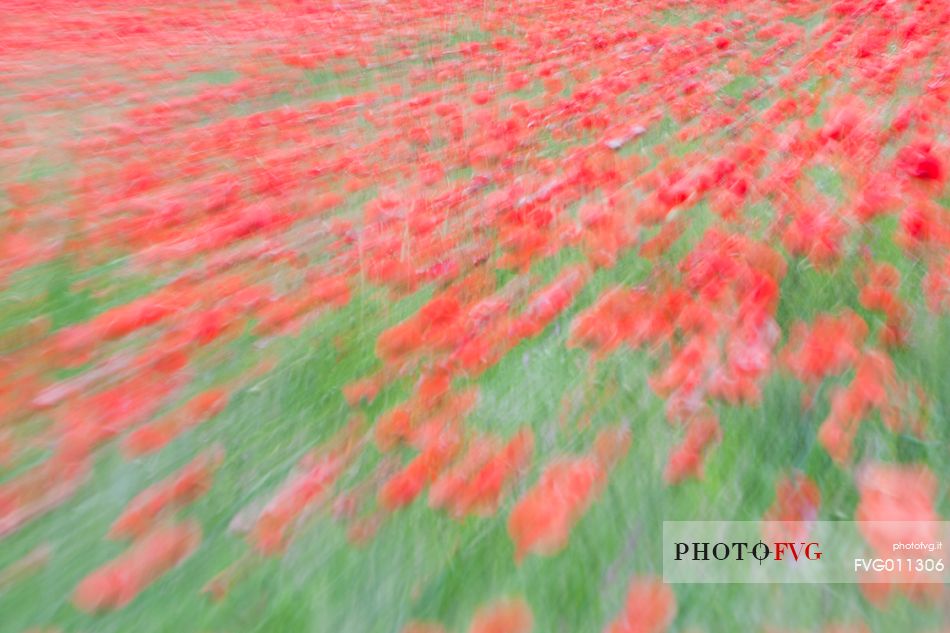 poppies, red flowers fiield, blurred motion