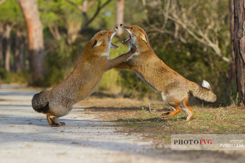 Red fox courtship