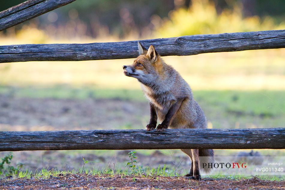 Red fox jumping a fence