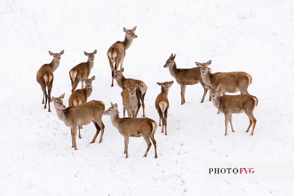 Red deers in the snow