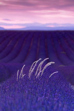 Lavender, Lavender field