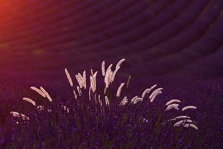 Lavender, Lavender field