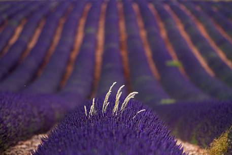 Lavender, Lavender field