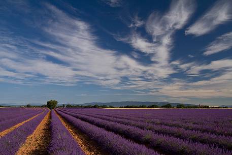 Lavender, Lavender field