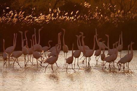 Greater flamingoes flock in  warm light