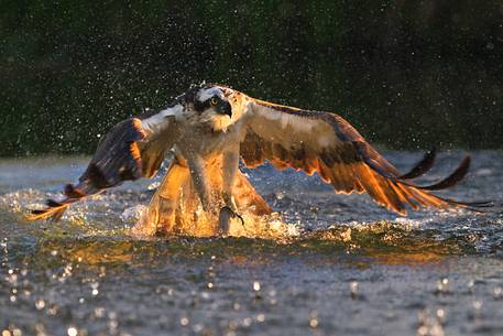 Osprey hunting 
