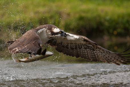 Osprey in flight with a prey, a fish