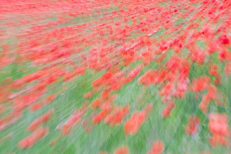 poppies, red flowers fiield, blurred motion