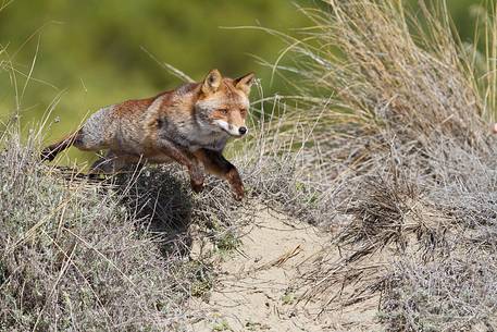 Red fox jumping