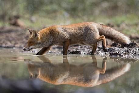 Red fox reflection 