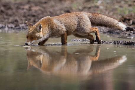 Red fox reflection 