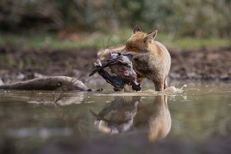 Red fox with a prey