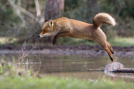 Red fox crossing a small river with a jump