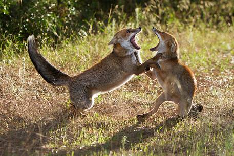 Red fox courtship
