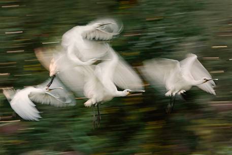 Eurasian spoonbills in flight