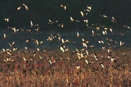 Flock of sparrows in backlight