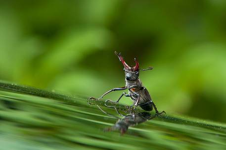 Stag beatle