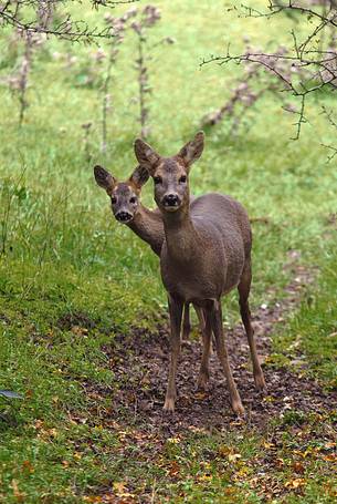 Roe deer with cub