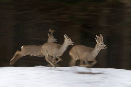 Roe deer running on snow