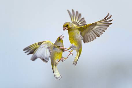 Greenfinchs battle