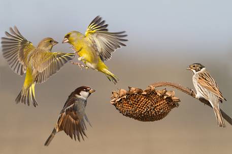 Greenfinch, Italian sparrow, Common reed bunting