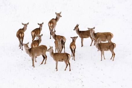 Red deers in the snow
