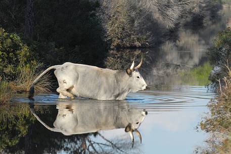 Maremmana, typical italian cow, crossing a small river in a wood