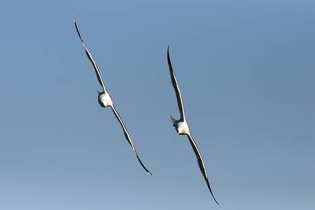 Yellow-legged gulls in flight