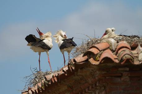 White storks courtship