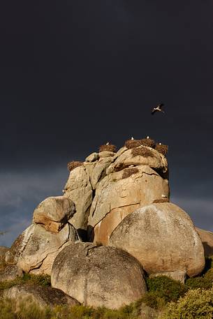 White stork and their nests on Extremadura rocks
