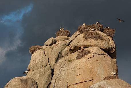 White stork and their nests on Extremadura rocks
