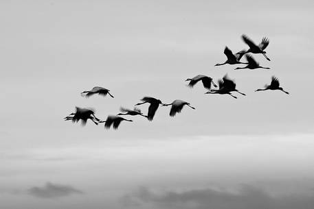 Common cranes flock in flight