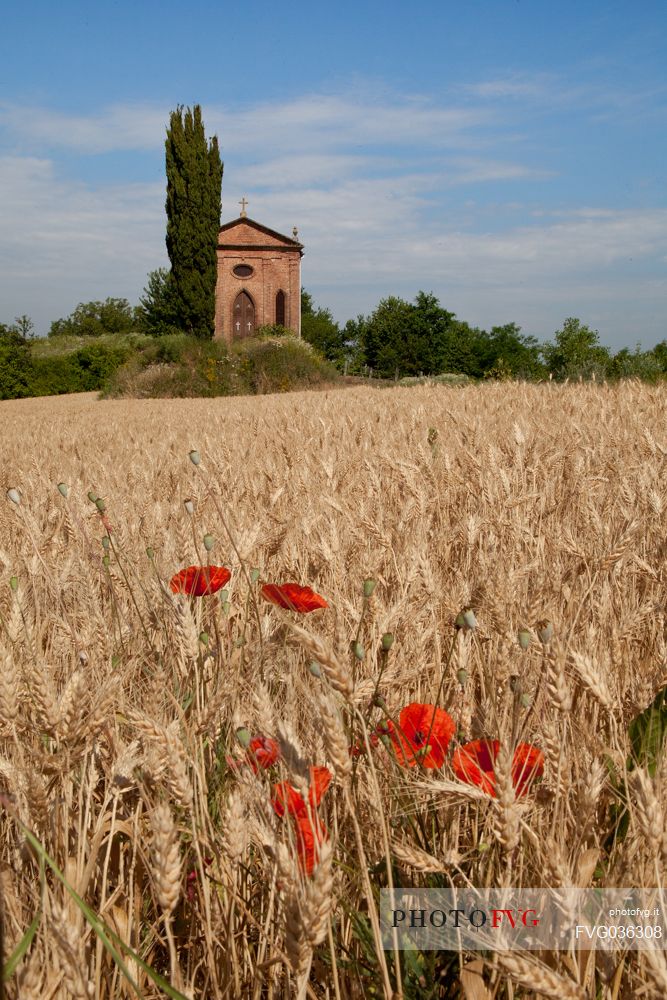 Field of barley and the little church in Castagnole Monferrato, Monferrato, Piedmont, Italy, Europe
