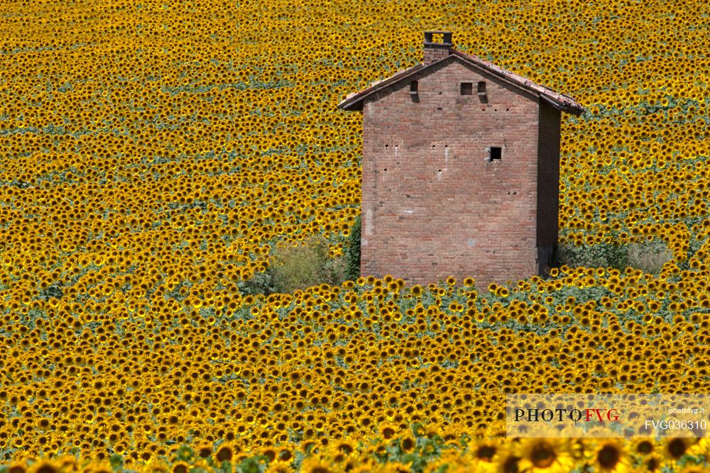 Sunflower field and the casinot, typical little house usually used to protect agricoltural tools in the Monferrato region, Piedmont, Italy, Europe