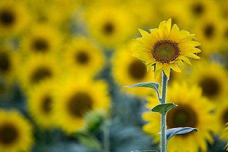 Sunflower field, very typical colture in Monferrato, Piedmont, Italy, Europe