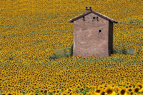 Sunflower field and the casinot, typical little house usually used to protect agricoltural tools in the Monferrato region, Piedmont, Italy, Europe