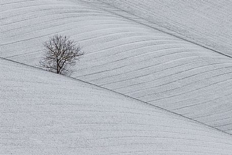 The lonely tree after a snowfall. Geometric field in Monferrato, near Sala Monferrato, Piedmont, Italy, Europe