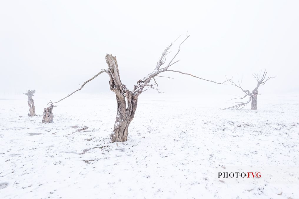 Trees near the Campotosto lake's bank during a snowstorm in winter, Gran Sasso and Monti della Laga national park, Abruzzo, Italy, Europe