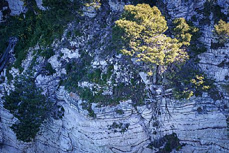 on the cliffs overlooking the sea typical of the Gargano coast in Puglia , many pines live on vertical walls