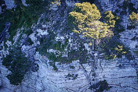 on the cliffs overlooking the sea typical of the Gargano coast in Puglia , many pines live on vertical walls on the cliffs overlooking the sea typical of the Gargano coast in Puglia , many pines live on vertical walls