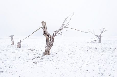 Trees near the Campotosto lake's bank during a snowstorm in winter, Gran Sasso and Monti della Laga national park, Abruzzo, Italy, Europe
