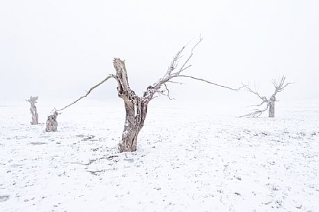 Trees near the Campotosto lake's bank during a snowstorm in winter, Gran Sasso and Monti della Laga national park, Abruzzo, Italy, Europe Trees near the Campotosto lake's bank during a snowstorm in winter, Gran Sasso and Monti della Laga national park, Abruzzo, Italy, Europe