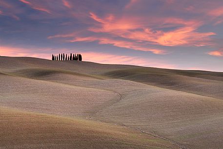 This small group of cypresses is an iconic image of Tuscan landscape, Orcia valley, Tuscany, Itay, Europe