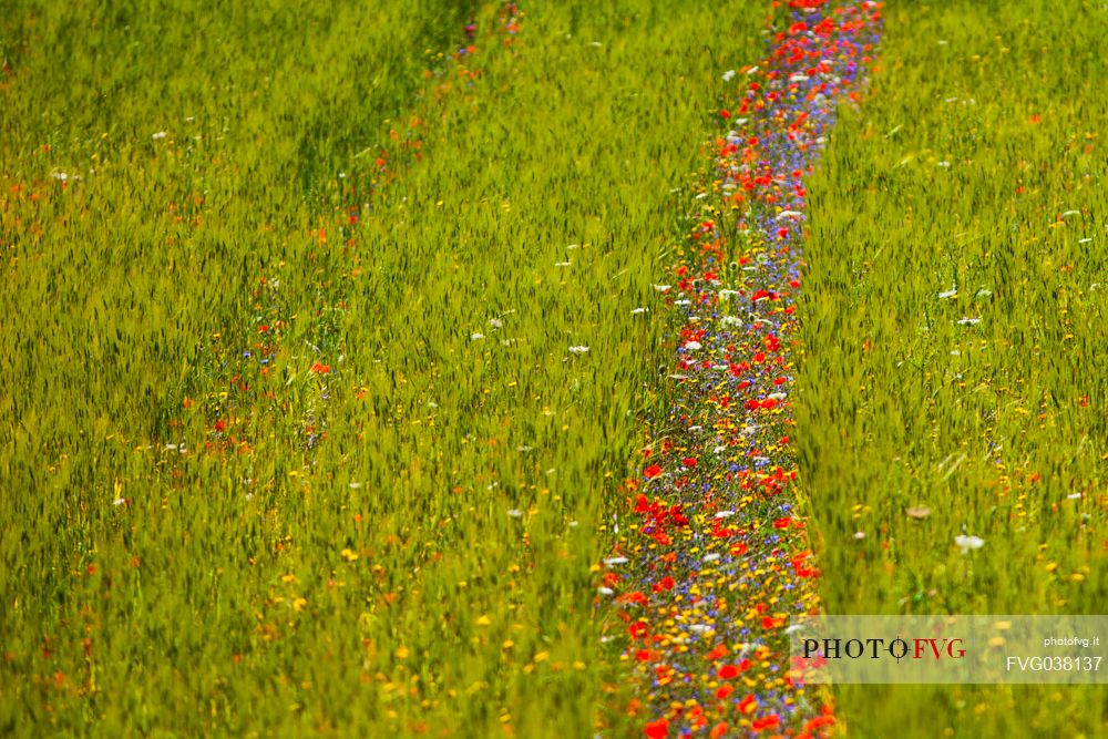 Flowering of in Pian Grande of Castelluccio di Norcia, Sibillini National park, Umbria, Italy, Europe