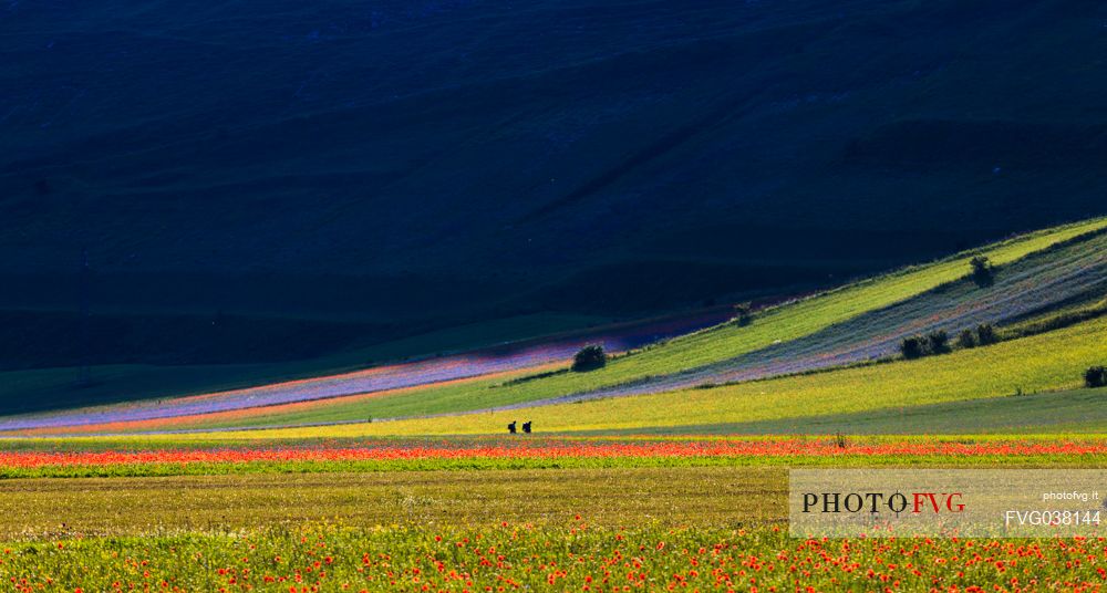 Hikers in the flowering meadows of Pian Grande of Castelluccio di Norcia, Sibillini National park, Umbria, Italy, Europe